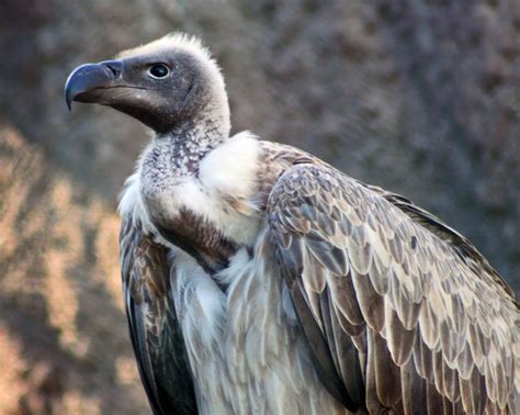 vulture species